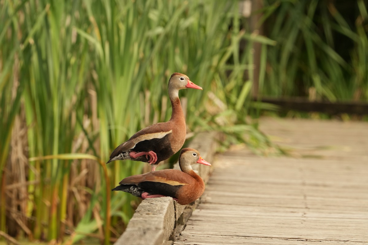 Black-bellied Whistling-Duck - ML618513771