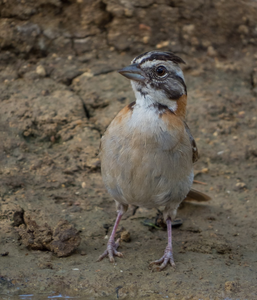 Rufous-collared Sparrow - ML618513777