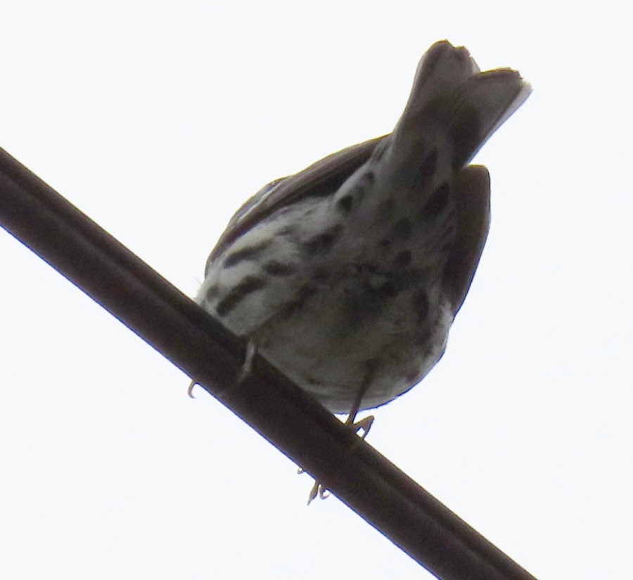 Black-and-white Warbler - ML618513799