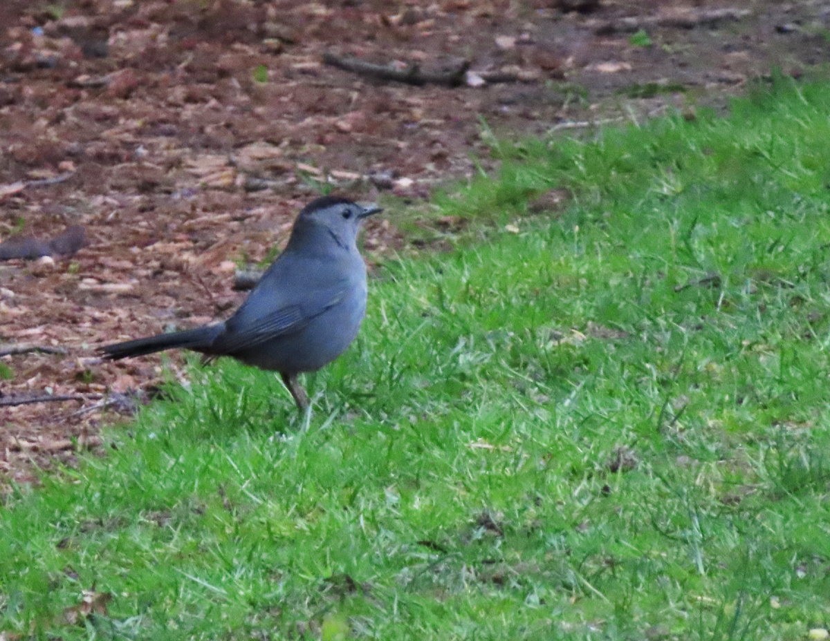 Gray Catbird - ML618513806