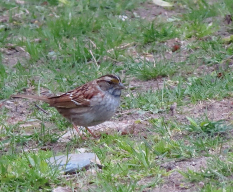 White-throated Sparrow - ML618513814
