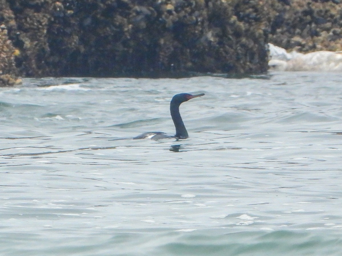 Pelagic Cormorant - ML618513821