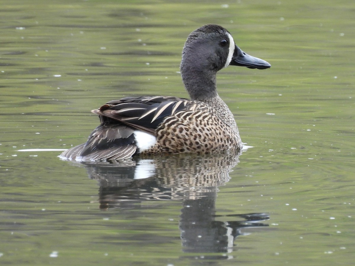 Blue-winged Teal - Carson Jones