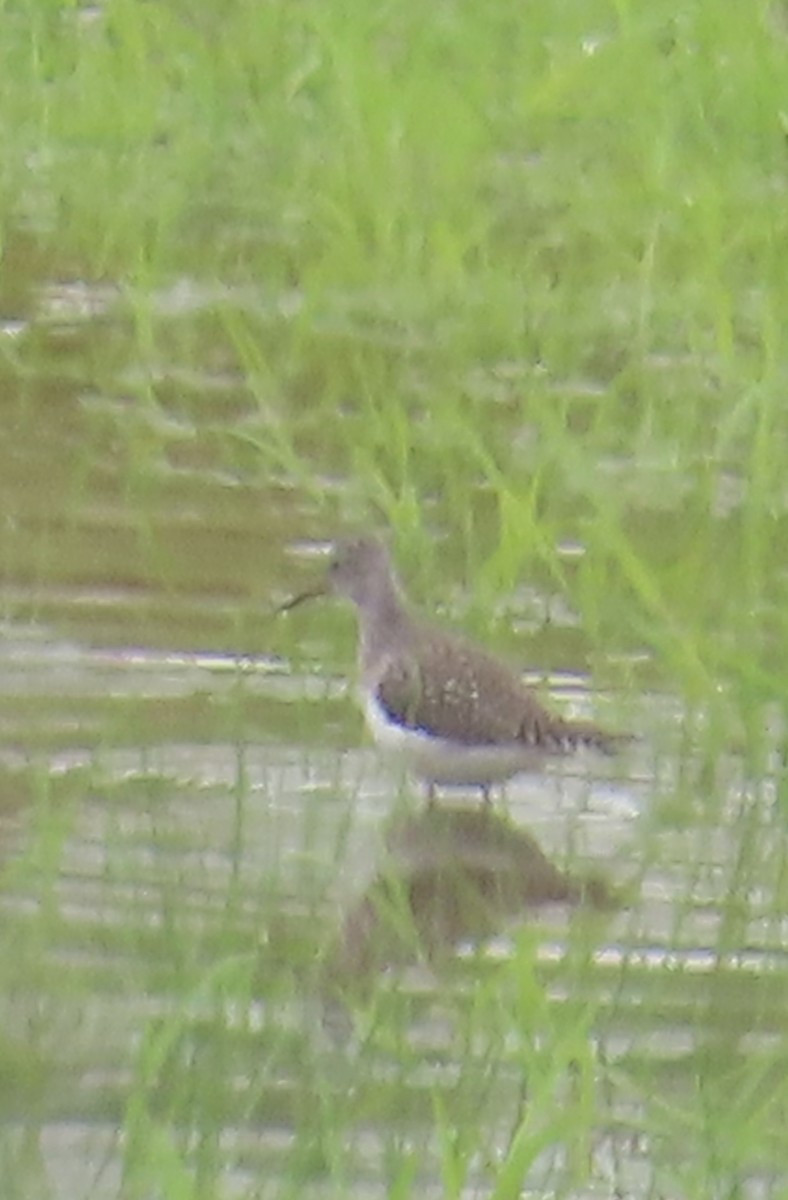 Lesser Yellowlegs - ML618513842