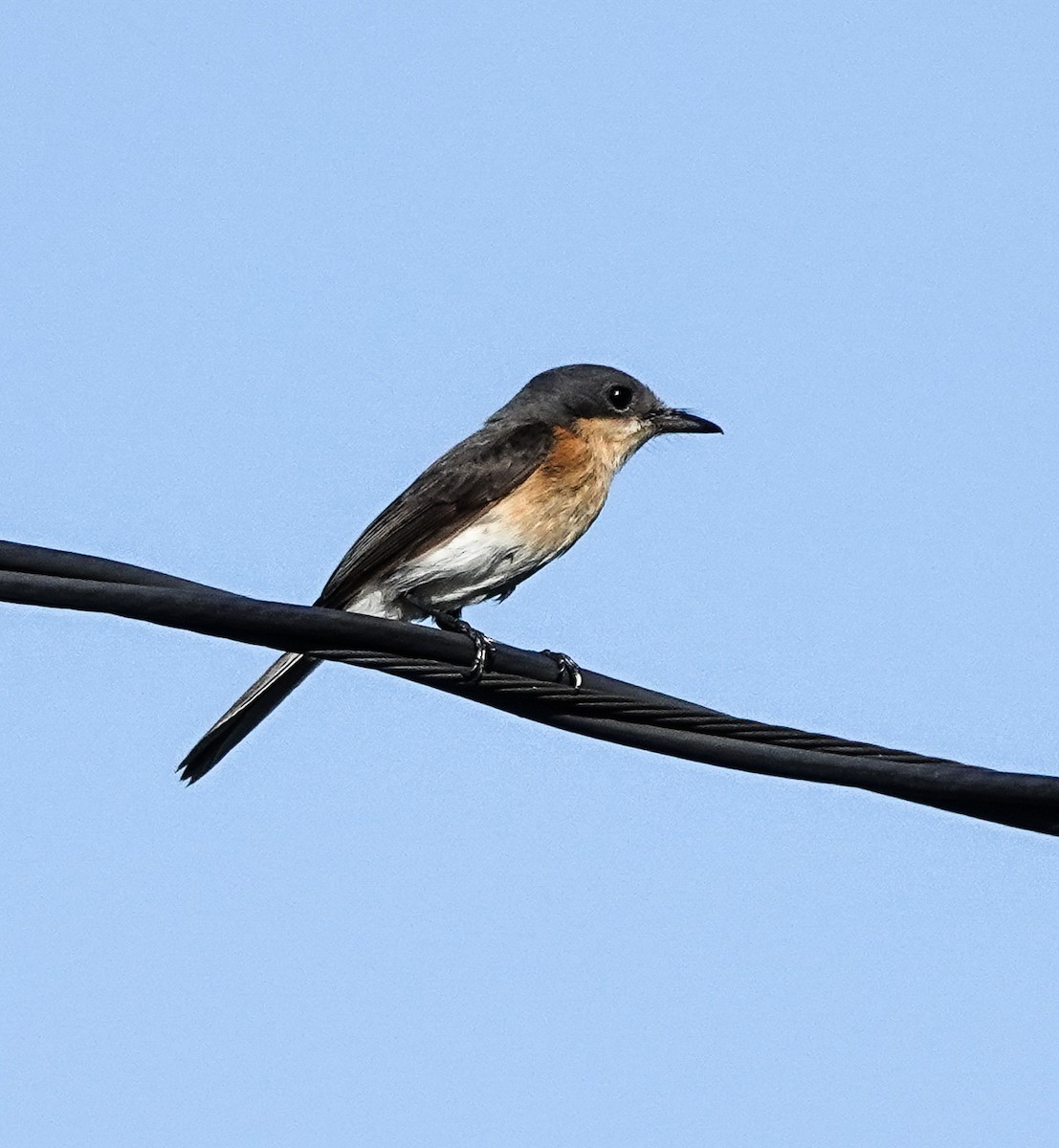 Oceanic Flycatcher - ML618513847