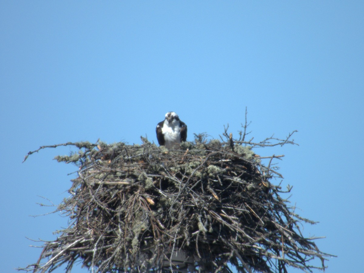 Osprey - Vince Hiebert