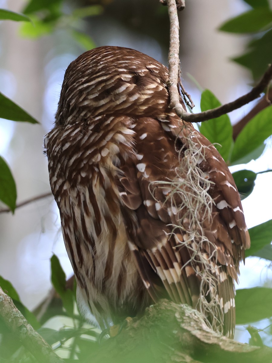 Barred Owl - Bob Sicolo