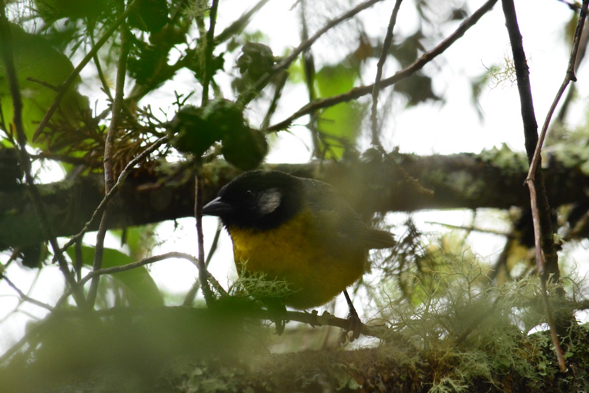 Santa Marta Brushfinch - ML618513898