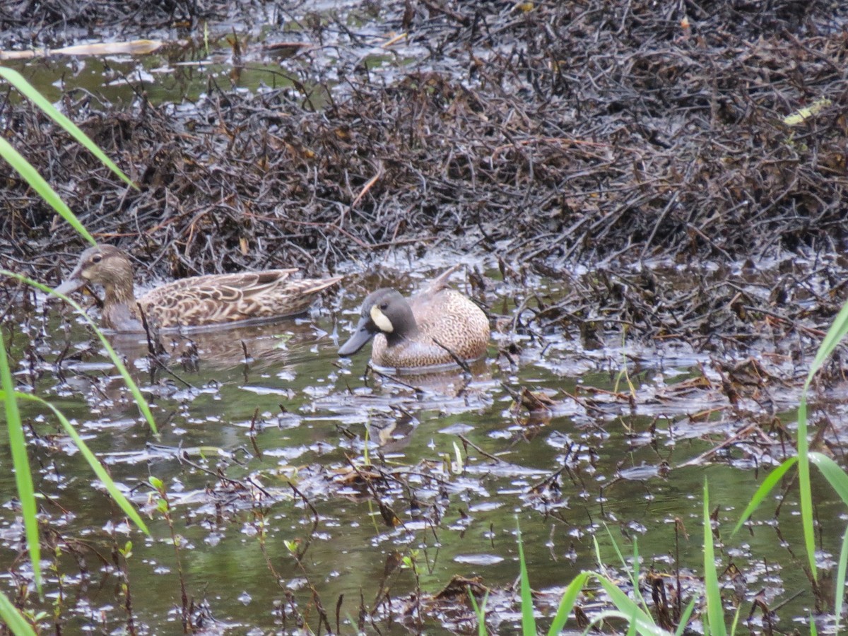 Blue-winged Teal - Sarah Peden