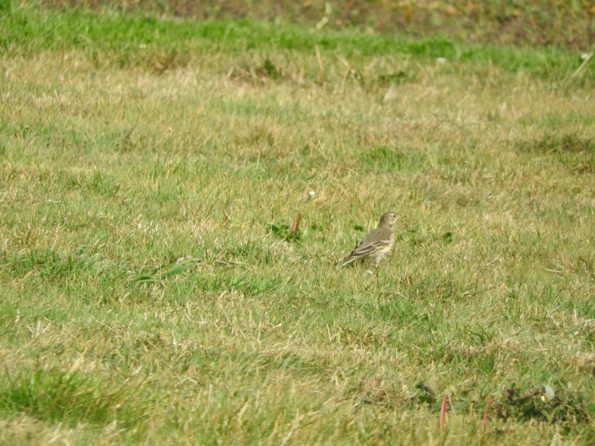 American Pipit - Todd A. Watkins