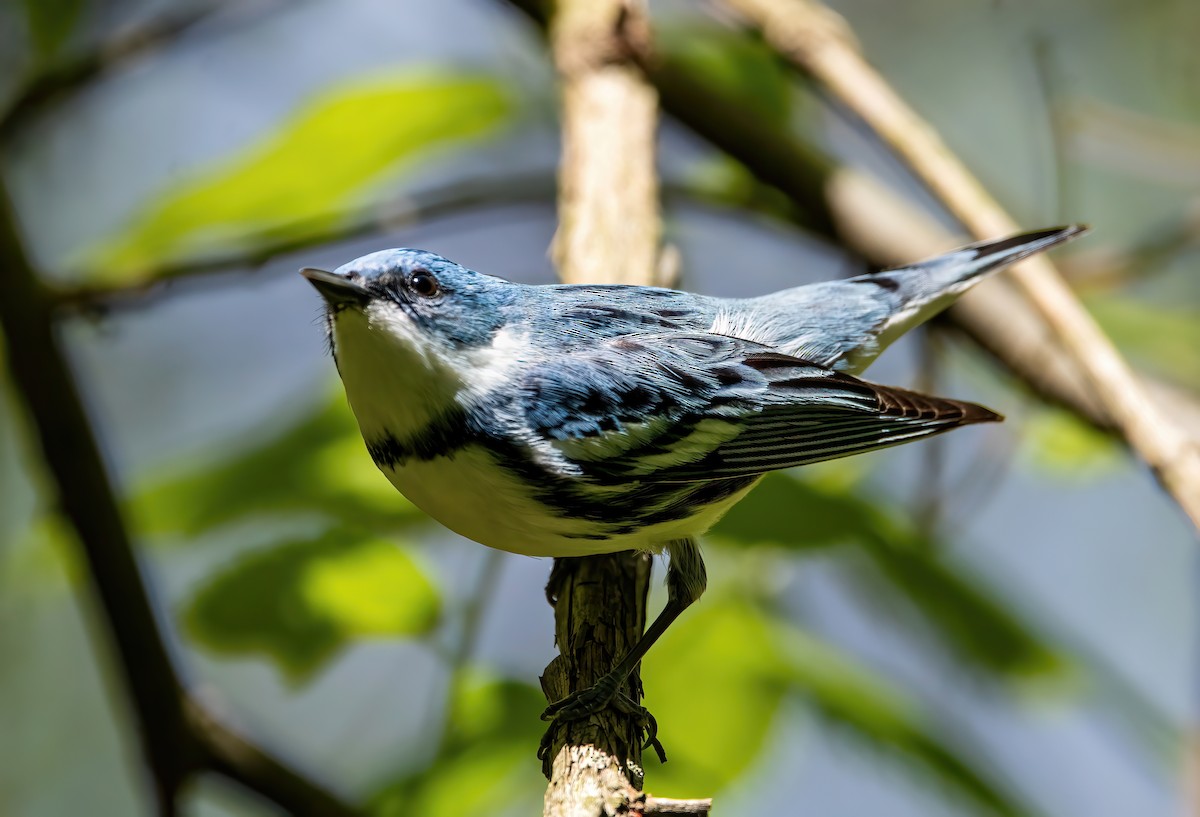 Cerulean Warbler - ML618513927