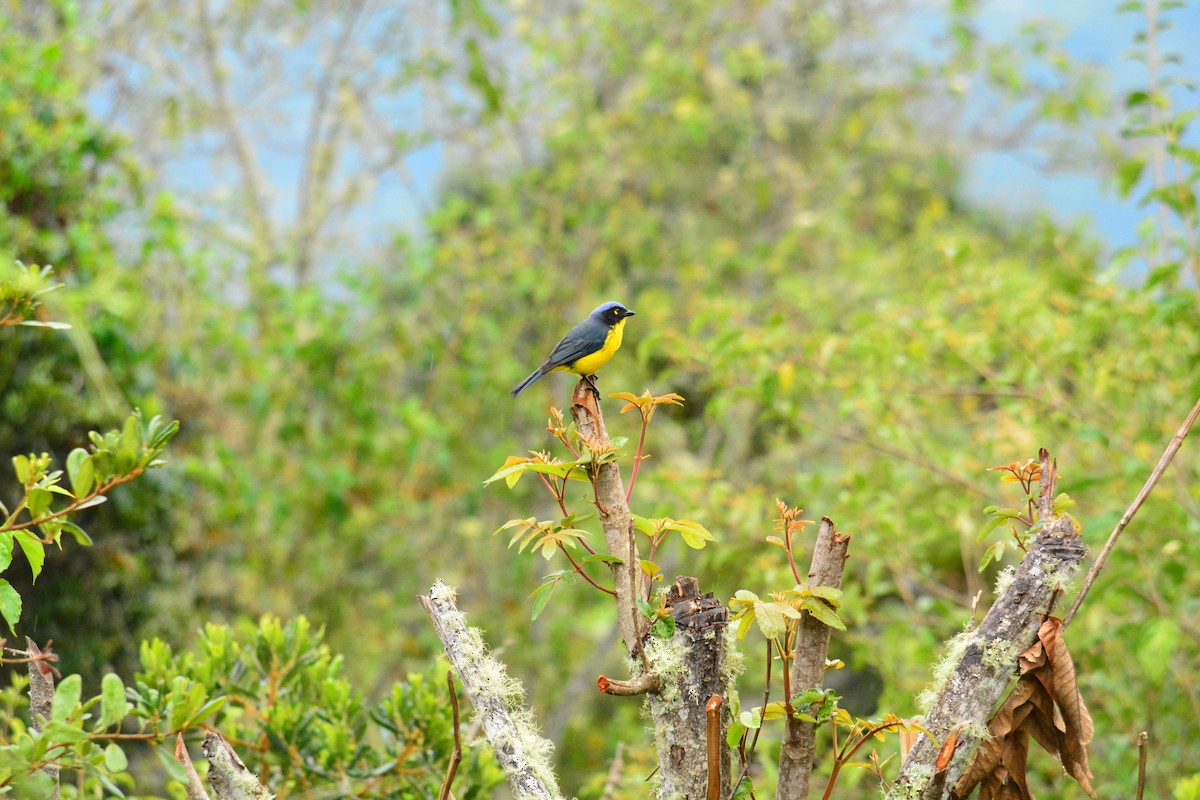 Black-cheeked Mountain Tanager - ML618513949