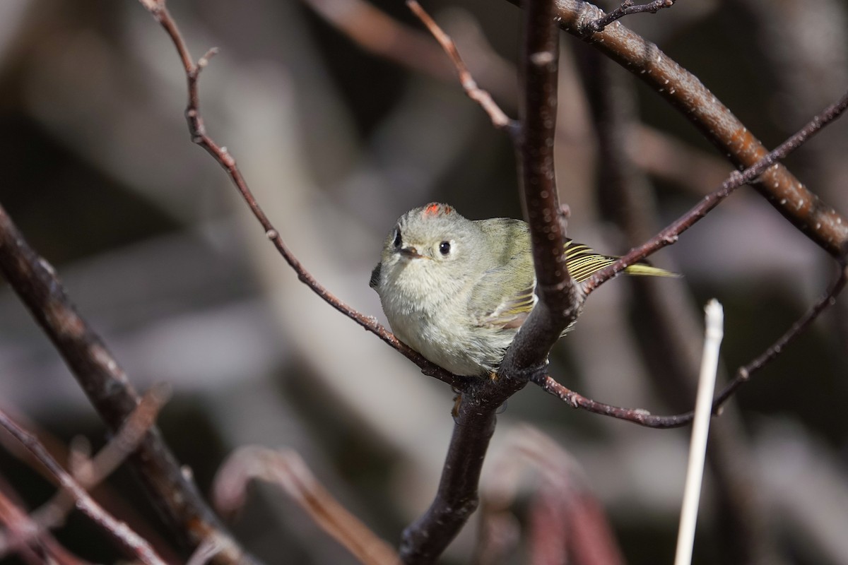 Ruby-crowned Kinglet - Patsy Skene