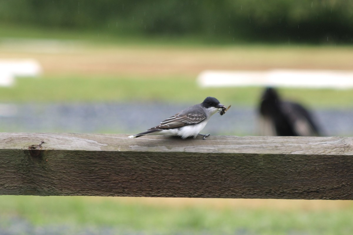 Eastern Kingbird - ML618513957