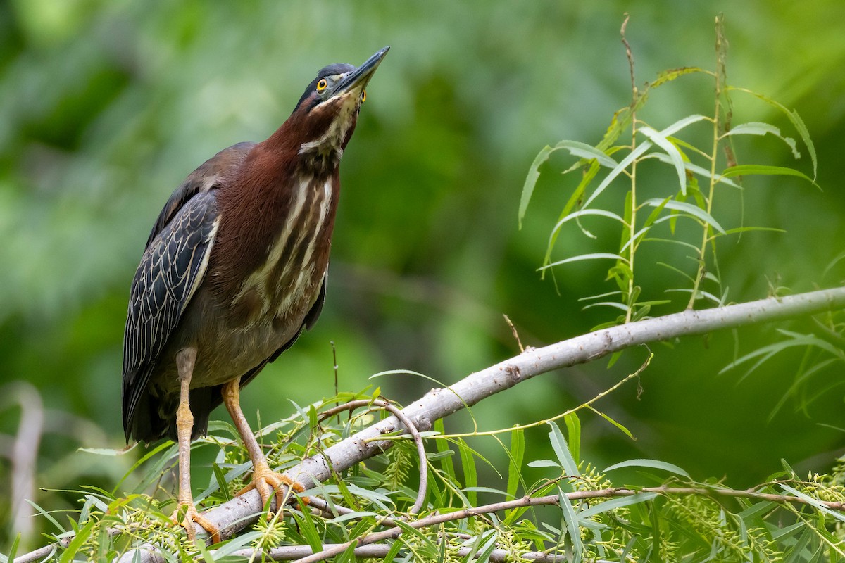 Green Heron - Steven Self