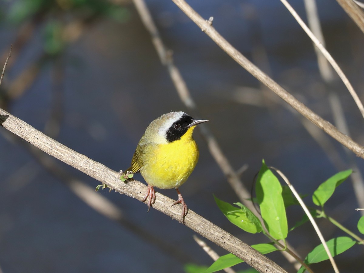 Common Yellowthroat - Nolan Kerr