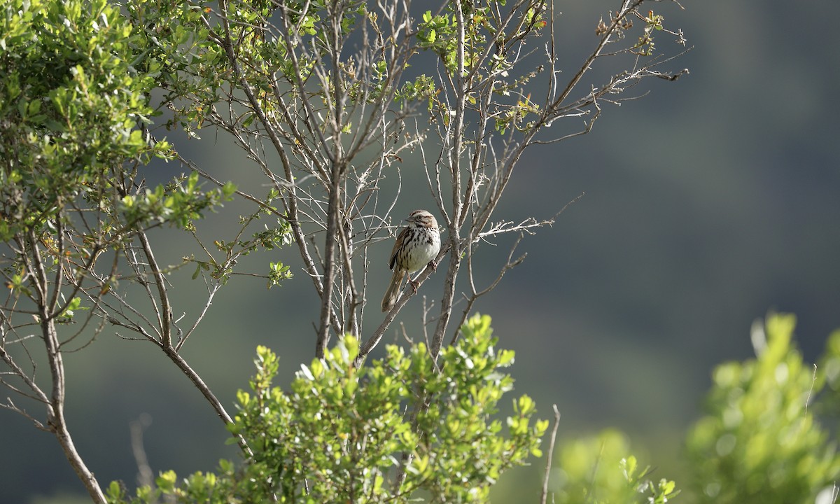 Song Sparrow - Hampus Sandberg