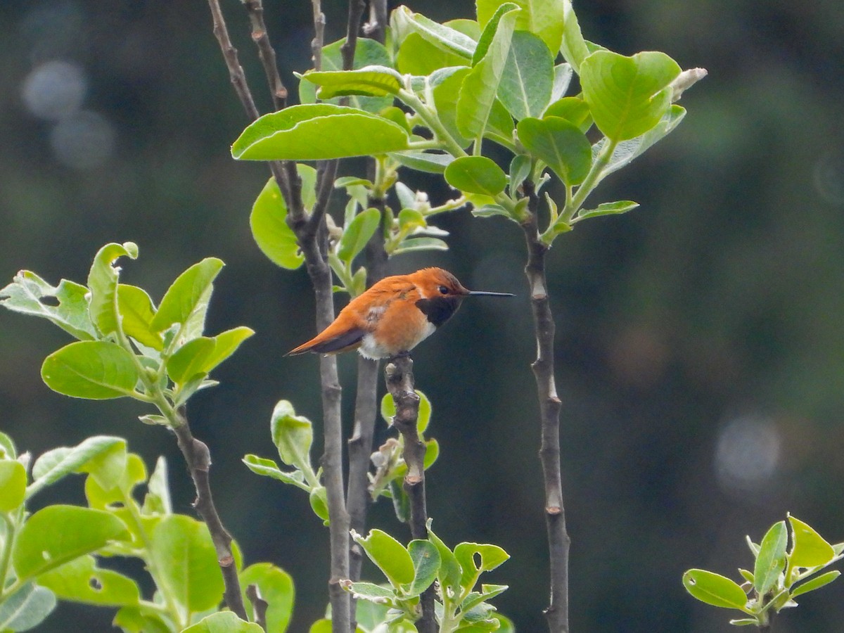 Rufous Hummingbird - Jack Pauw