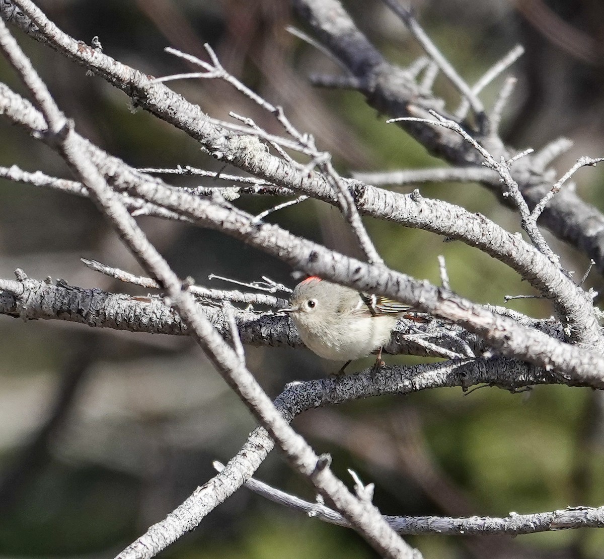 Ruby-crowned Kinglet - Patsy Skene