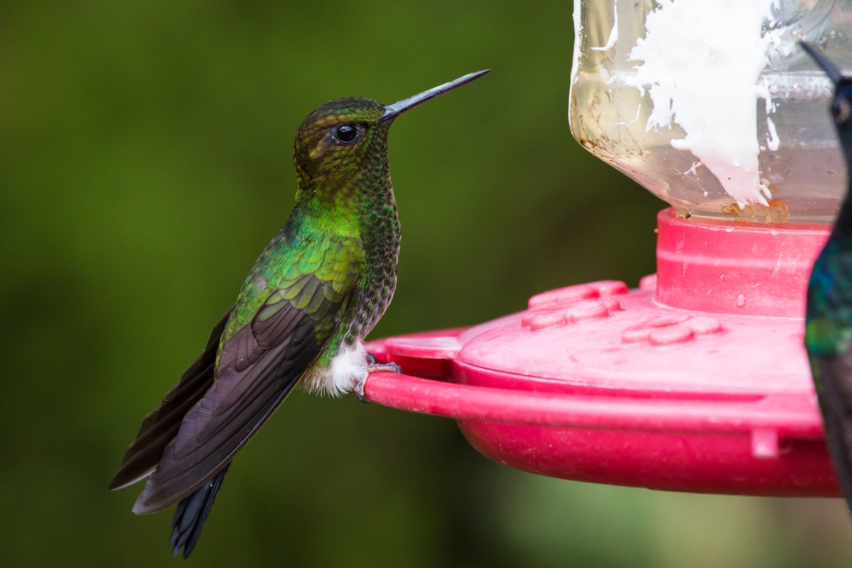 kolibřík zelenkavý - ML618514049