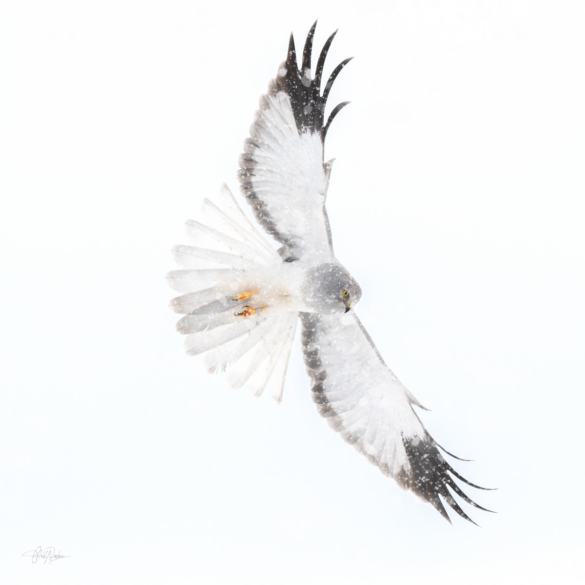 Hen Harrier - ML618514086