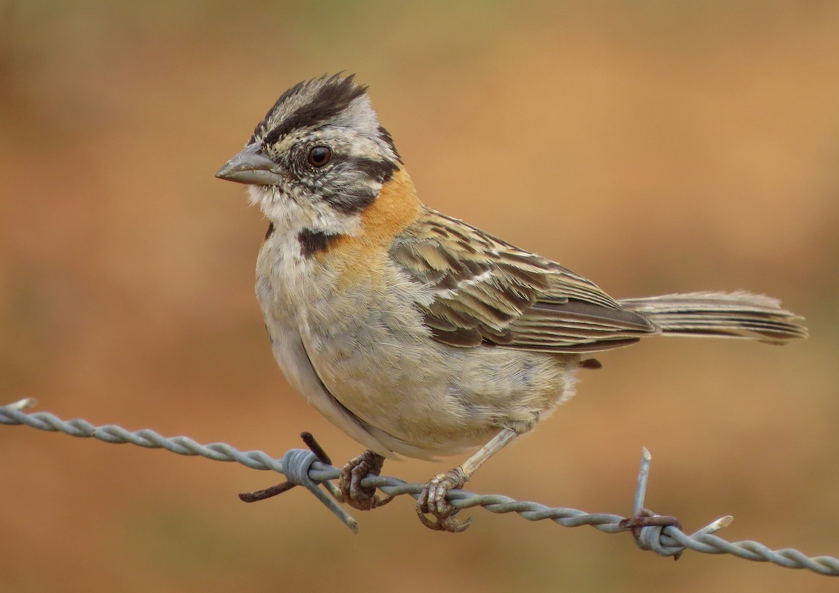Rufous-collared Sparrow - ML618514091