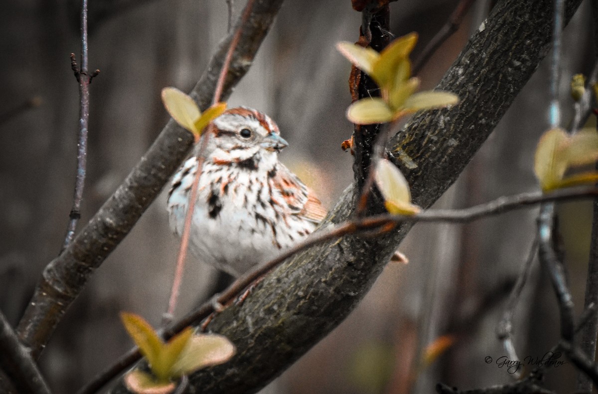 Song Sparrow - ML618514107