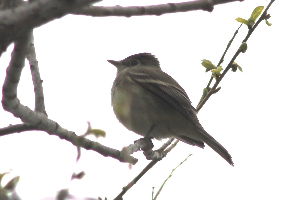 Dusky Flycatcher - ML618514114