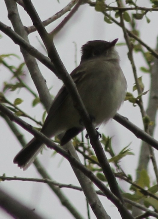 Dusky Flycatcher - Andrew Monson