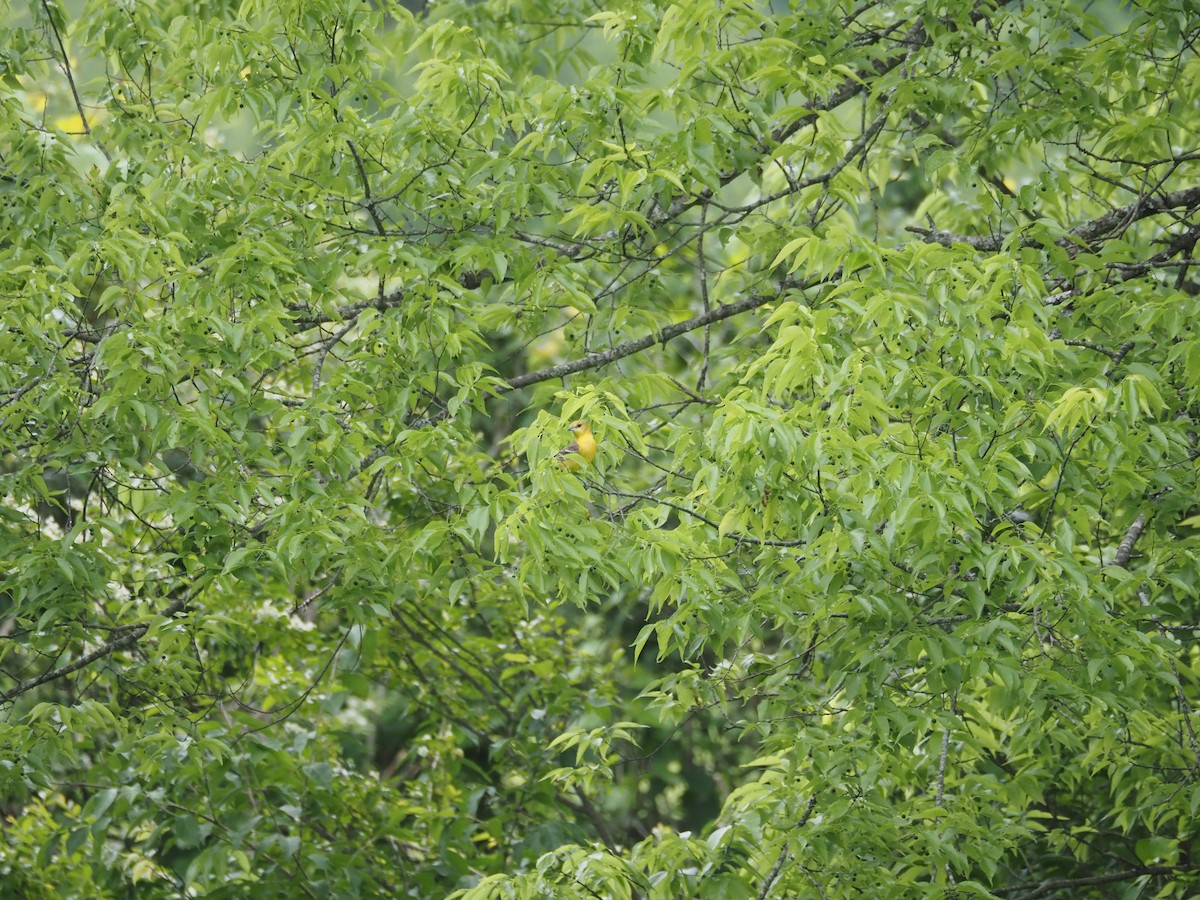 Blue-winged Warbler - david parsley
