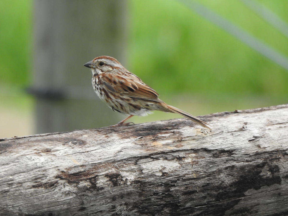 Song Sparrow - ML618514125