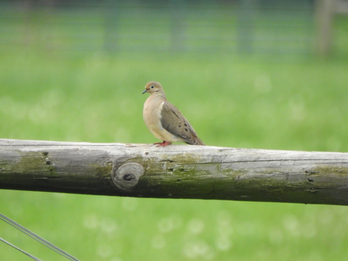 Mourning Dove - ML618514160