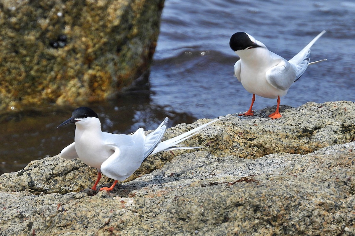 Roseate Tern - ML618514191