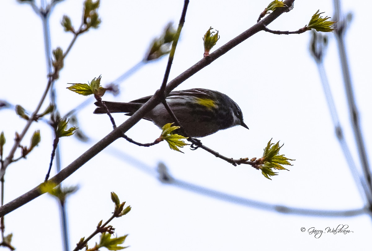 Yellow-rumped Warbler - Garry Waldram