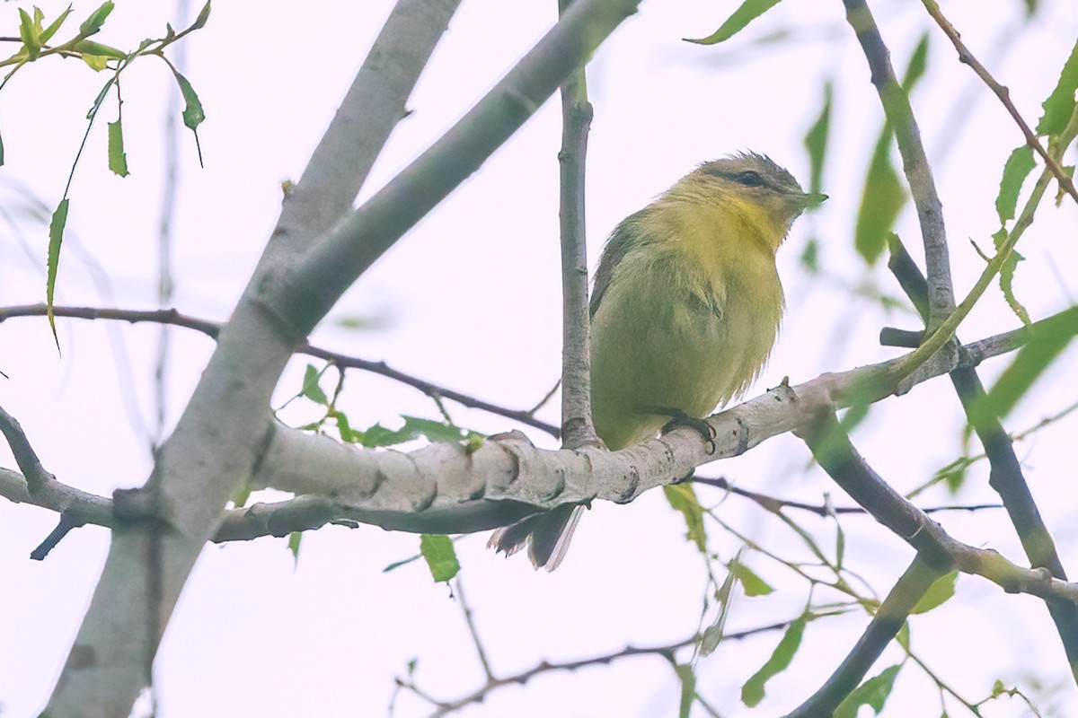 Philadelphia Vireo - ML618514208