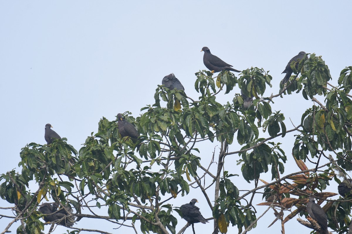 Pigeon à queue barrée (groupe albilinea) - ML618514210