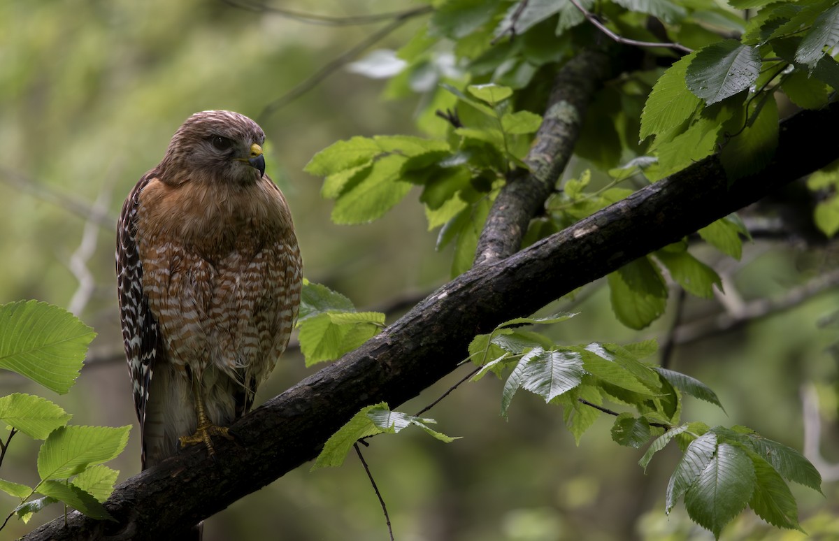 Red-shouldered Hawk - ML618514217