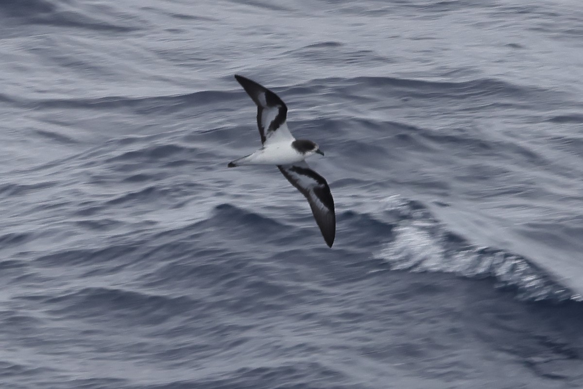 Petrel de las Bonin - ML618514224