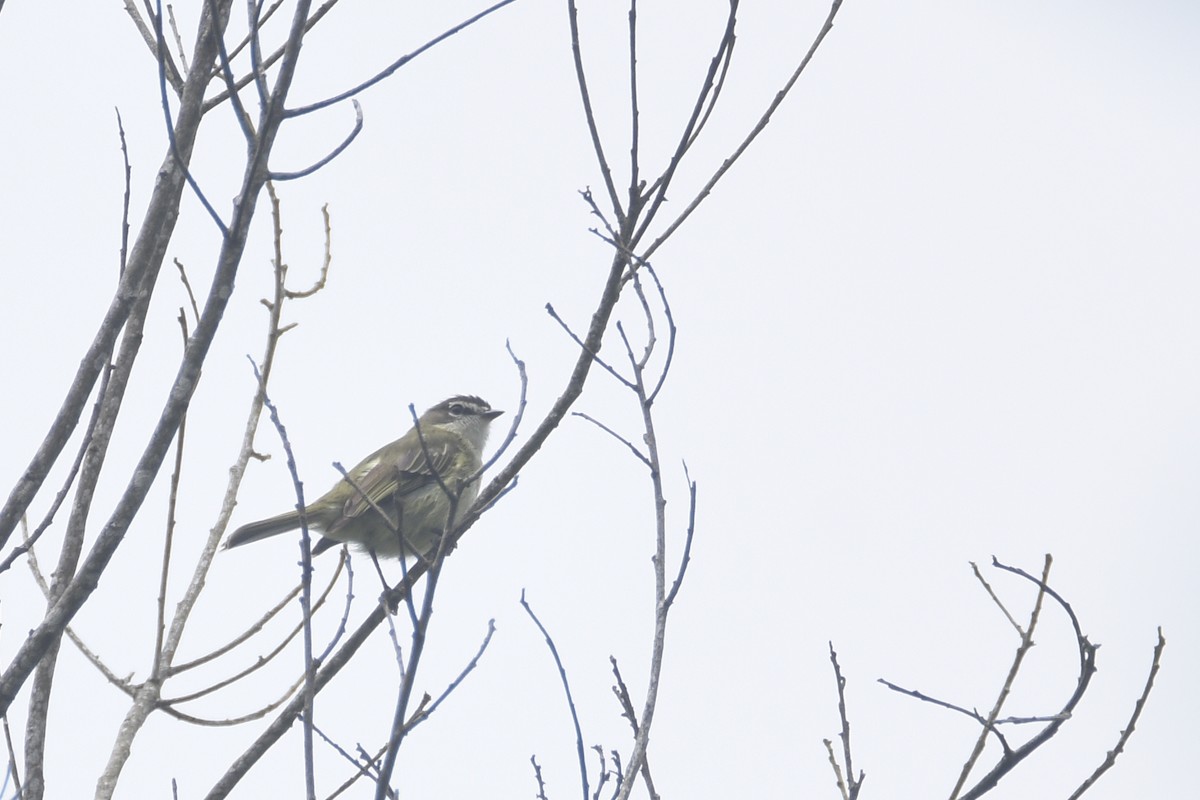 Spectacled Tyrannulet - ML618514233