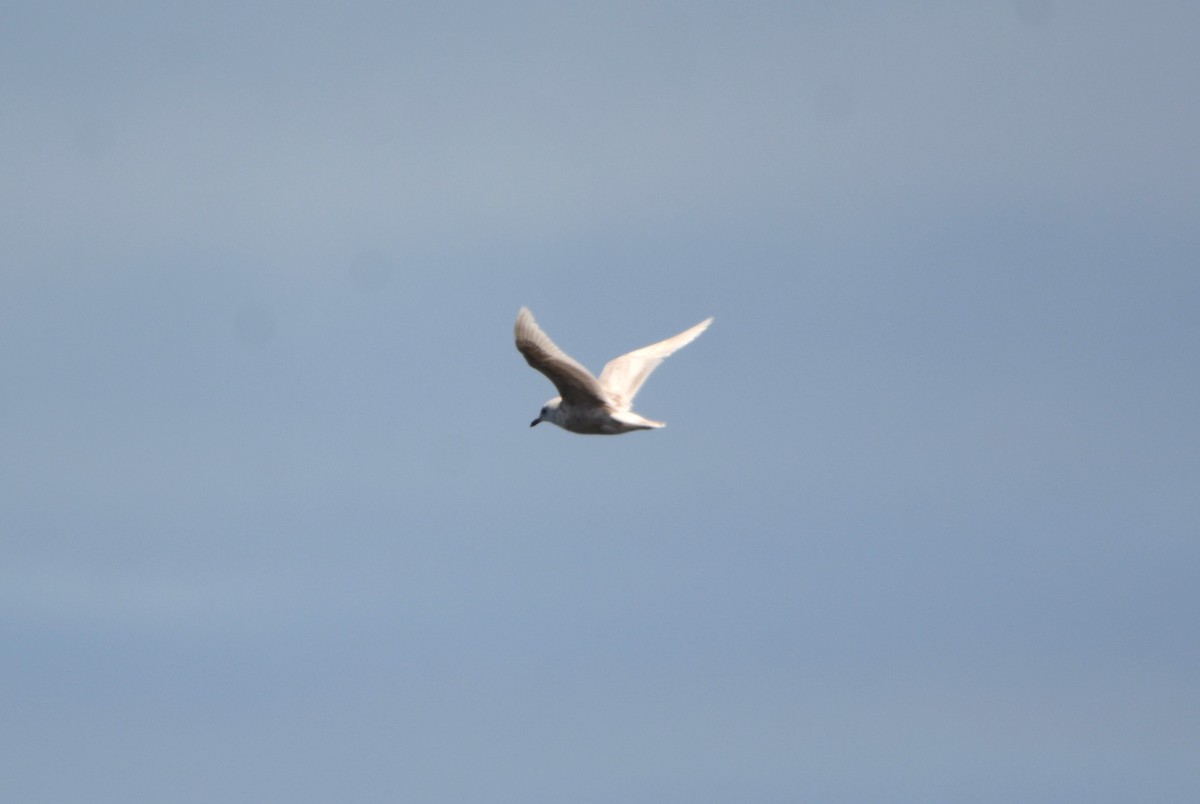 Iceland Gull - ML618514258