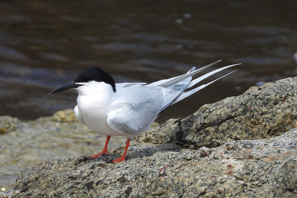 Roseate Tern - ML618514265