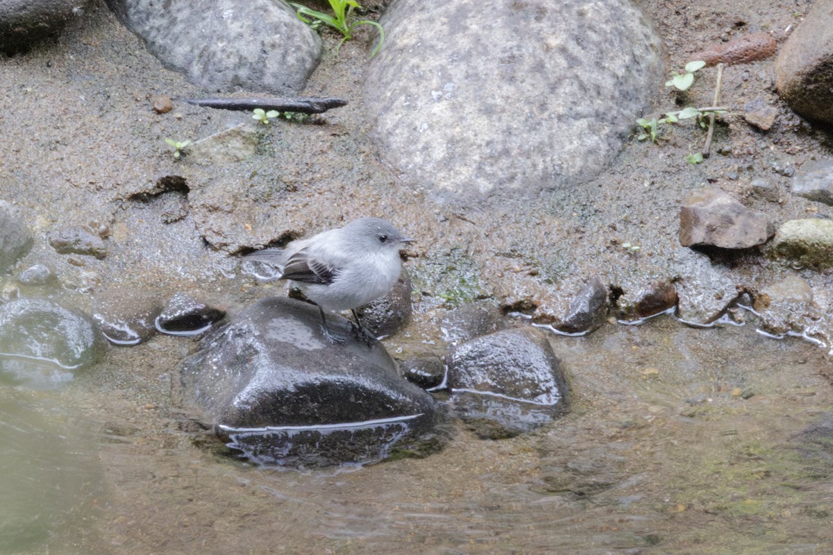 Torrent Tyrannulet - Peter Kwiatek