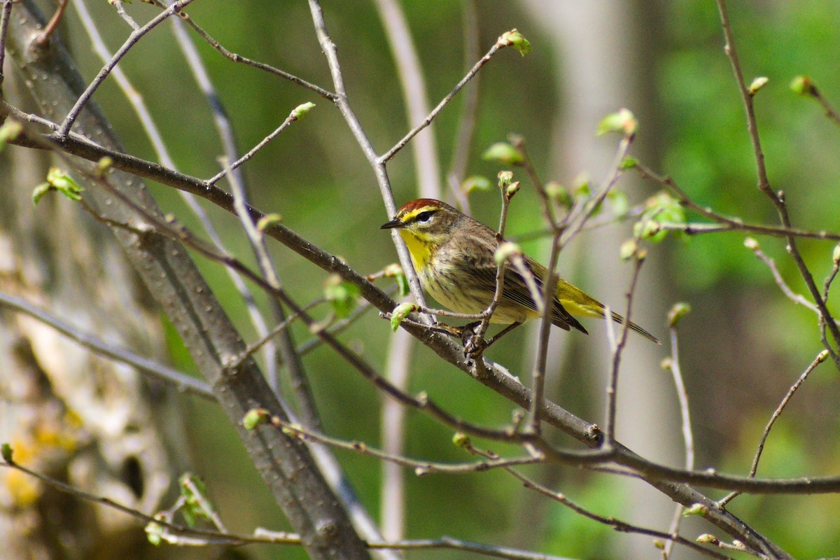 Palm Warbler - ML618514313