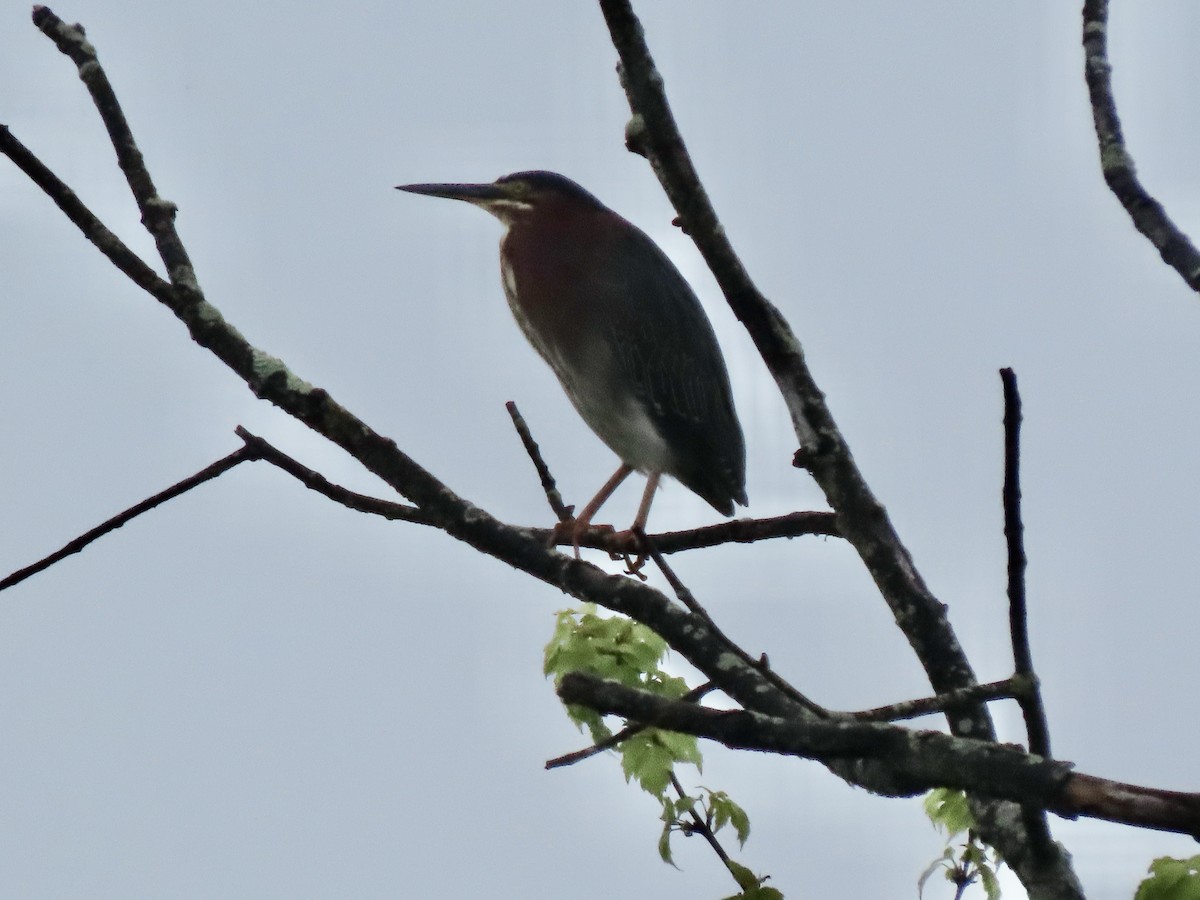 Green Heron - Gerry Hawkins