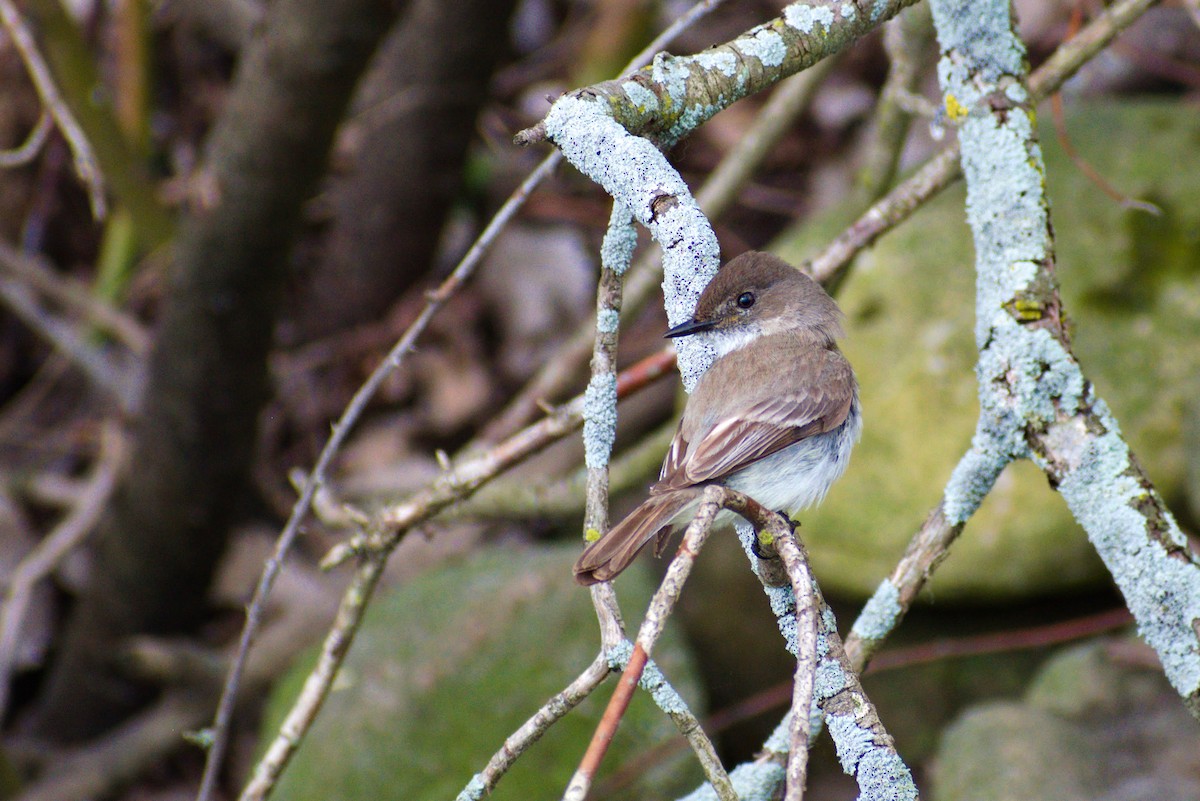 Eastern Phoebe - ML618514358