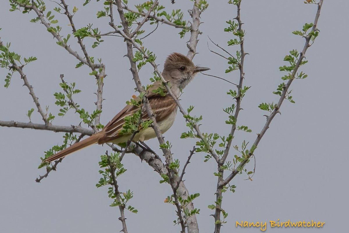 Ash-throated Flycatcher - Nancy Fernández