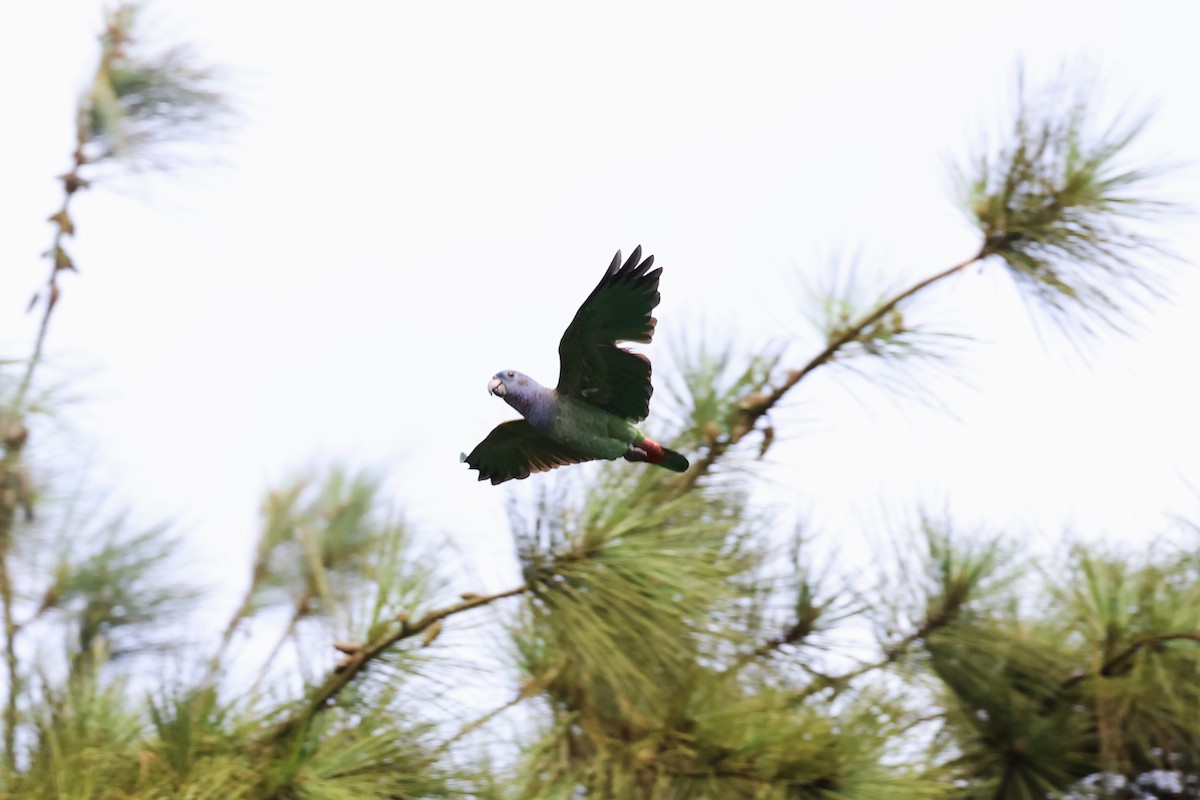 Blue-headed Parrot - Hubert Stelmach