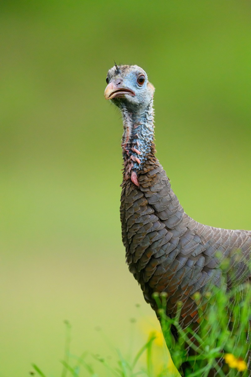 Wild Turkey - ML618514421