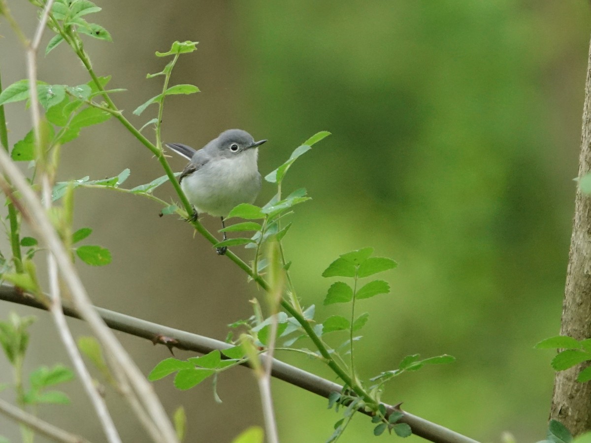 Blue-gray Gnatcatcher - Frank Marenghi