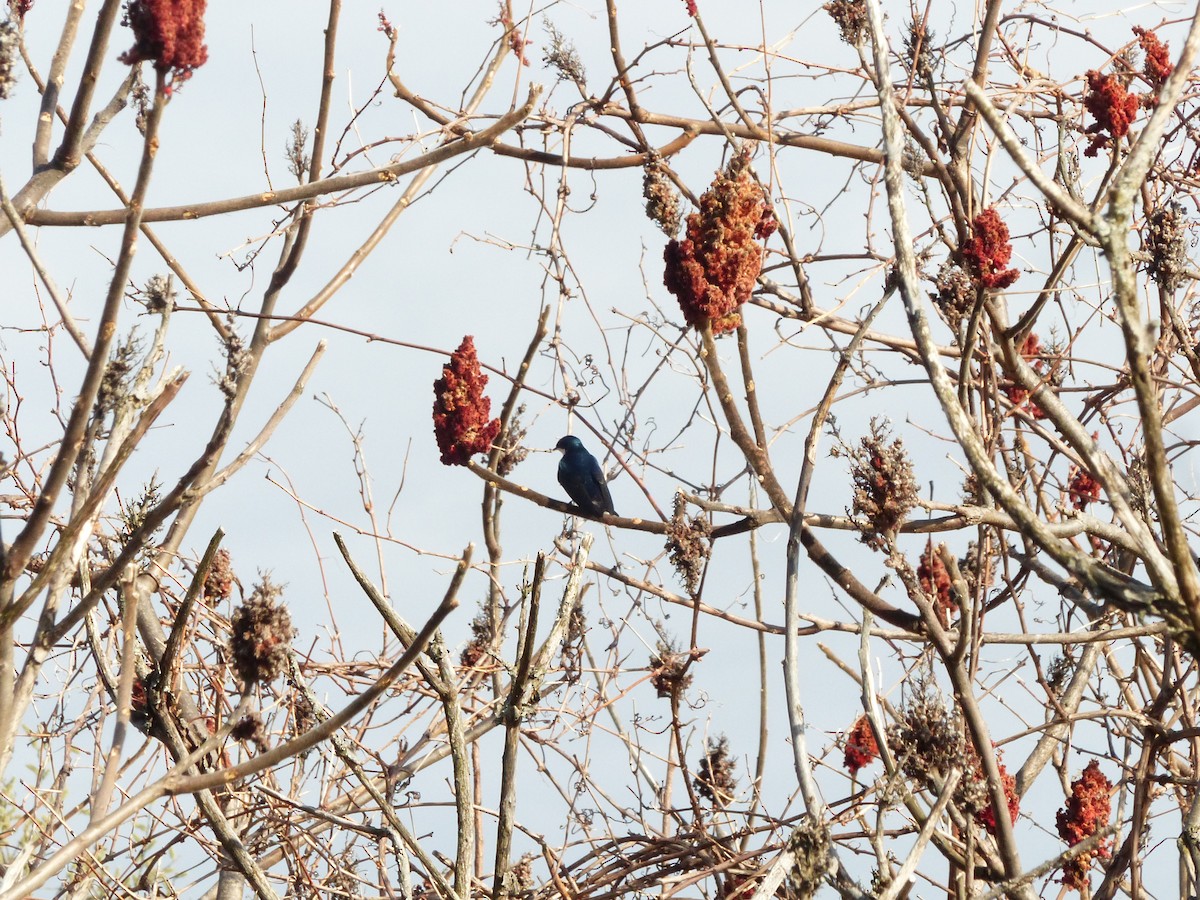 Tree Swallow - Francine Cauchon